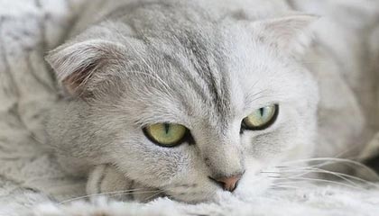 开云体育官网-法国男篮横扫掘金，字母哥三分雨点燃全场——一场精彩纷呈的篮球盛宴