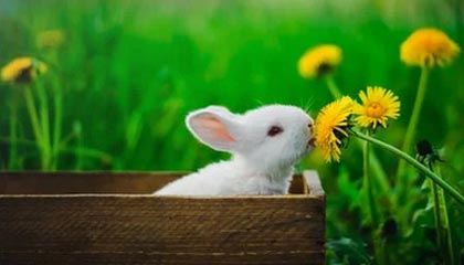 开云体育入口-NBA｜国米双星闪耀，命运十字路口的双重奏！